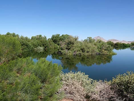 Henderson Bird Viewing Preserve