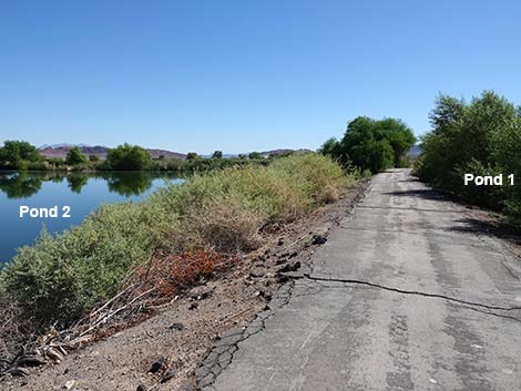 Henderson Bird Viewing Preserve