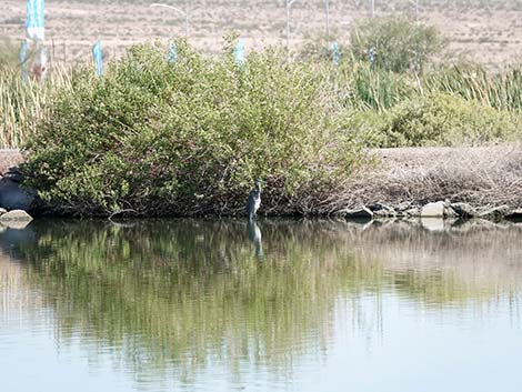 Henderson Bird Viewing Preserve