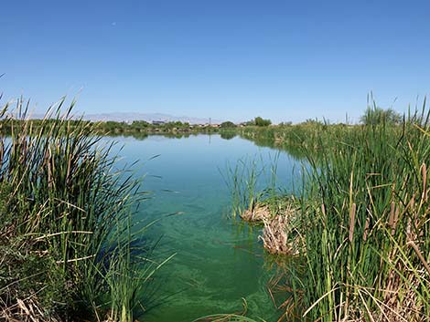 Henderson Bird Viewing Preserve