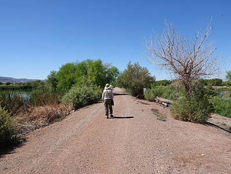 Henderson Bird Viewing Preserve