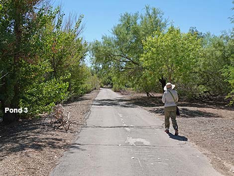 Henderson Bird Viewing Preserve