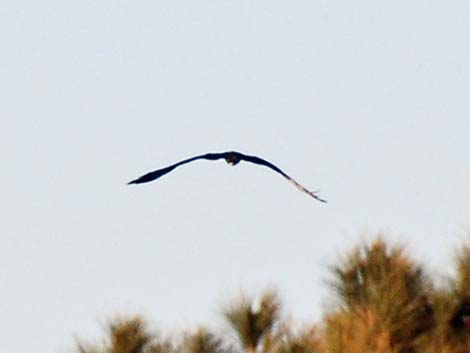 Magnificent Frigatebird