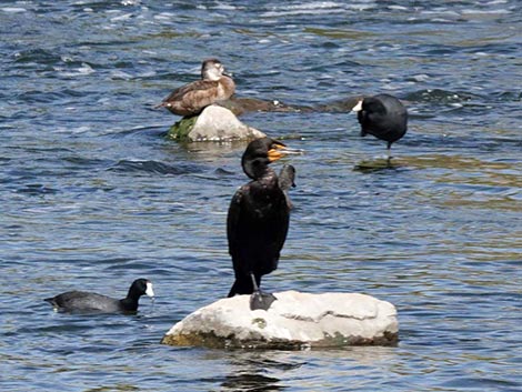 Clark County Wetlands