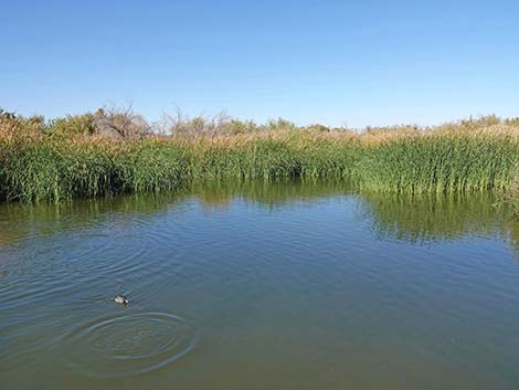 Clark County Wetlands Park