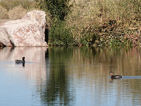 Clark County Wetlands