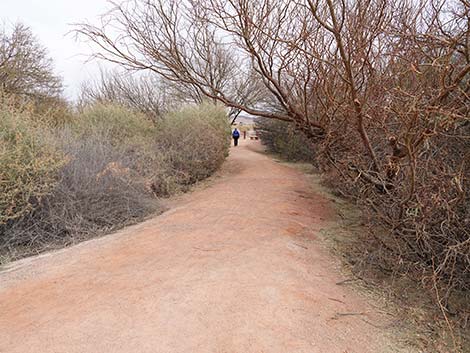 Clark County Wetlands