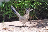 Greater Roadrunner