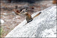 Sierra Chipmunk eating Sedge