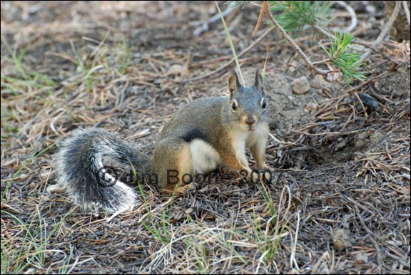 Douglas Squirrel