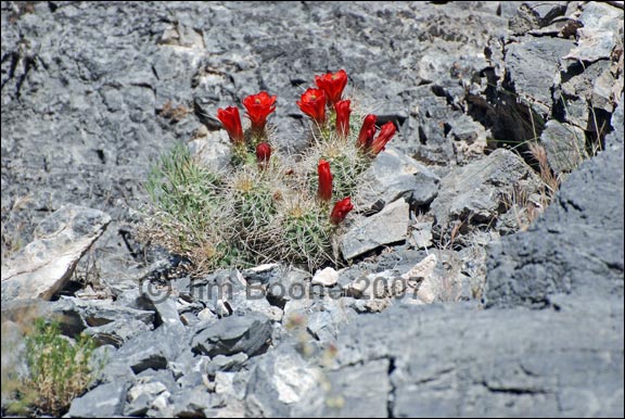 Mound Cactus in Limestone