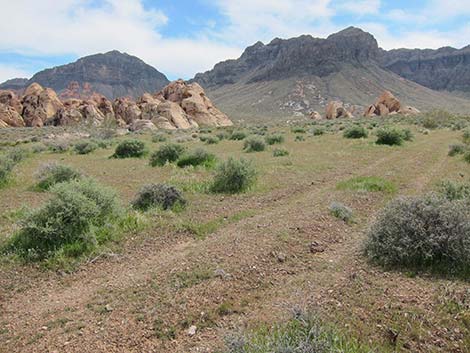 Two-Track Dirt Roads