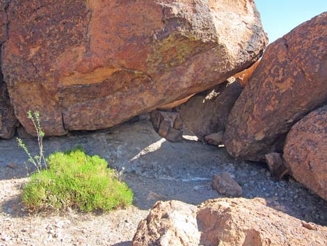 Mojave National Preserve