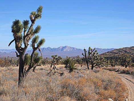 Grasslands Trail