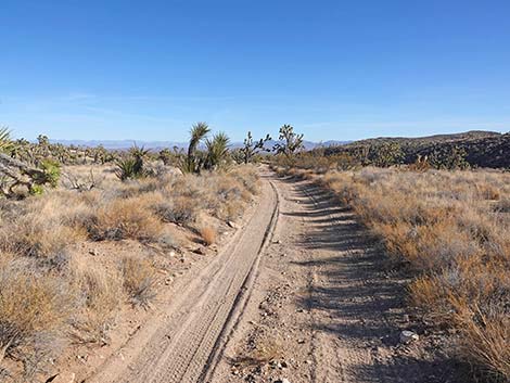 Grasslands Trail