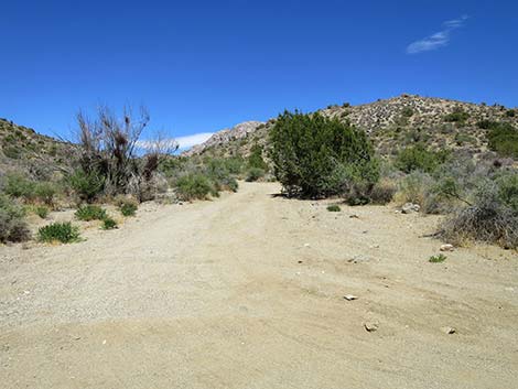 Christmas Tree Pass Road