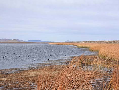 Darcy Reservoir