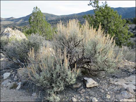 Paiute Rock