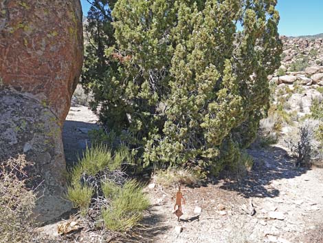 Paiute Rock