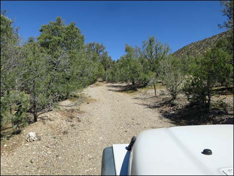 Badger Valley Road