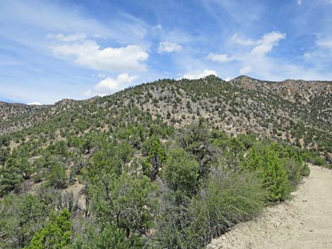 Logan Canyon Road