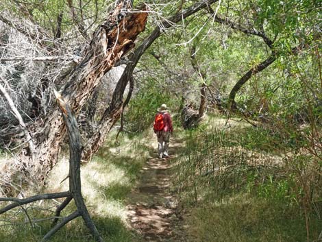 Darwin Falls Trail