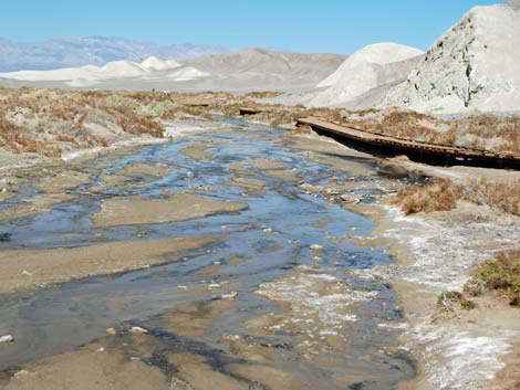 Salt Creek Pupfish (Cyprinodon salinus salinus)