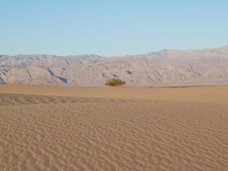 Mesquite Flat Sand Dunes