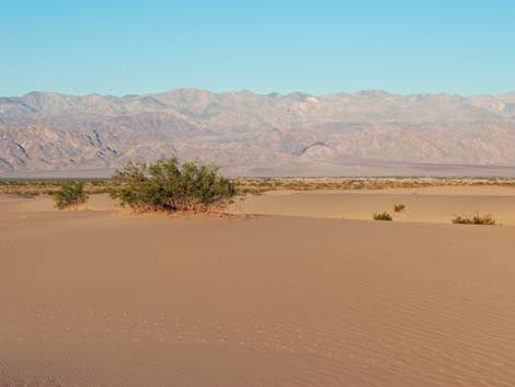 Mesquite Flat Sand Dunes