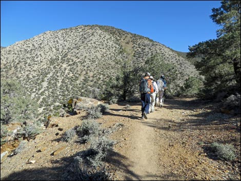 Wildrose Peak