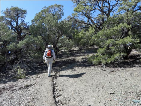 Wildrose Peak