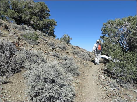 Wildrose Peak