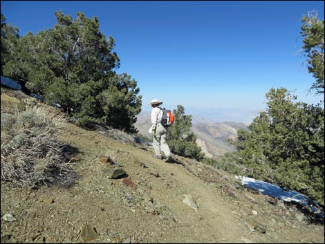 Wildrose Peak