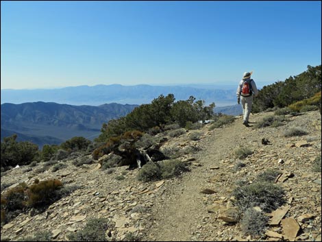 Wildrose Peak