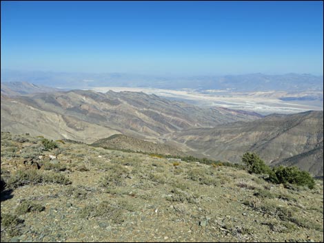 Wildrose Peak