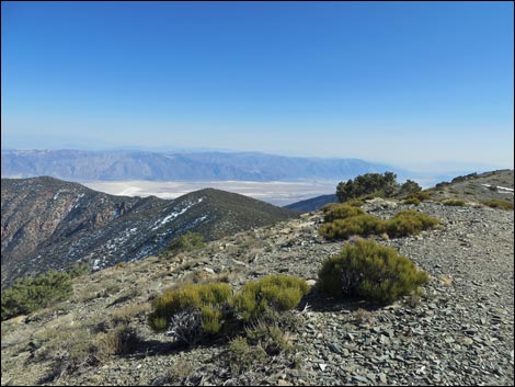 Wildrose Peak