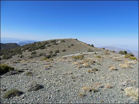 Wildrose Peak