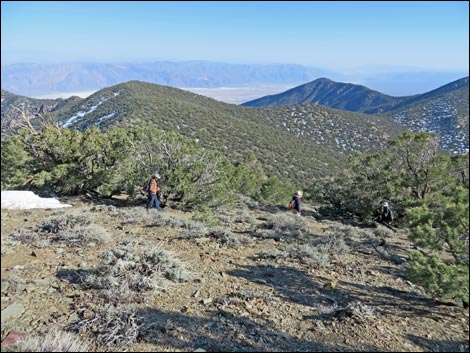 Wildrose Peak