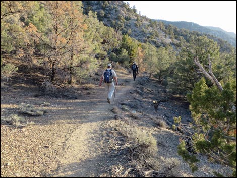 Wildrose Peak