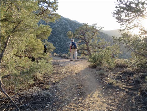 Wildrose Peak