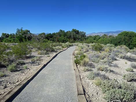 Bighorn Trail