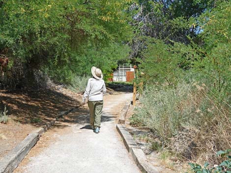 Coyote Trail