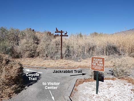 Jackrabbit Loop Trail