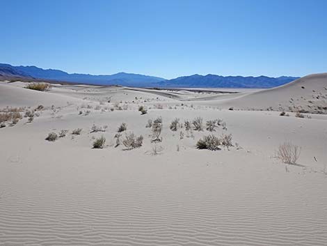 Desert Dry Lake Dunes