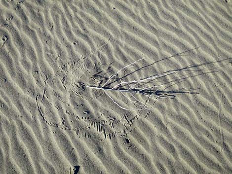 Desert Dry Lake Dunes North