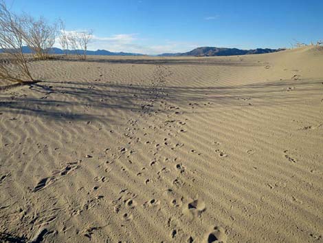 Desert Dry Lake Dunes North