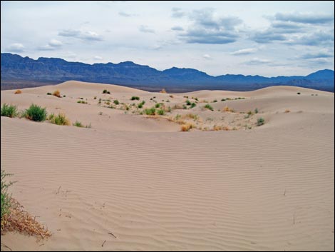 Desert Dry Lake Dunes South