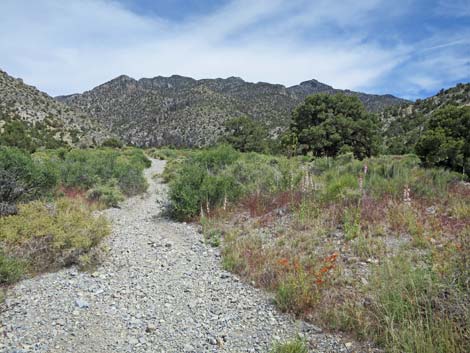 Hidden Forest Trail