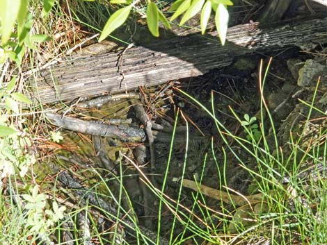 Hidden Forest, Wiregrass Spring