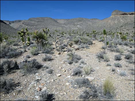 Long Canyon